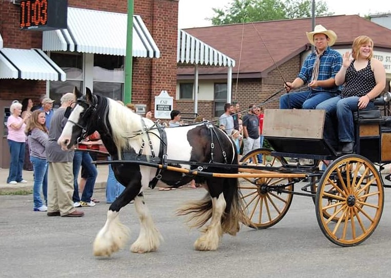 Miniature Gypsy horse pulling a horse drawn cart