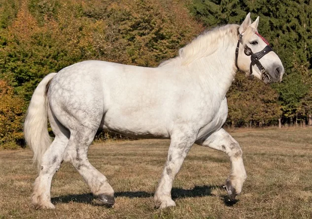 Percheron horse breed trotting in a field
