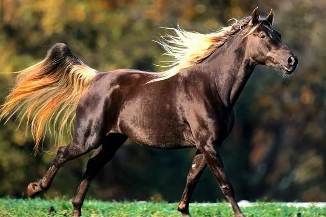 Beautiful Rocky Mountain horse breed
