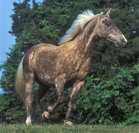 Rocky Mountain horse trotting in a field
