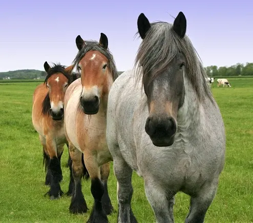 Three Belgian Draft horses in a field looking at the camera