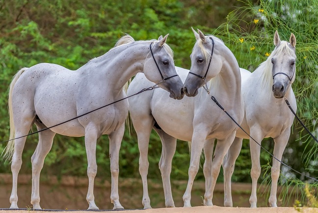 Three grey Arabian horsess