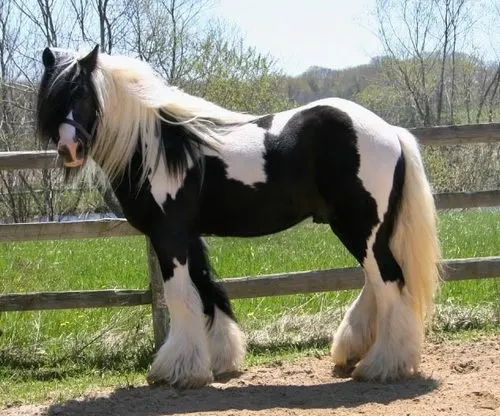 Toymakker, famous Miniature Gypsy Vanner horse