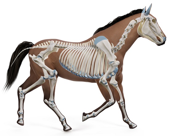 Digital horse overlaid with it's skeletal structure