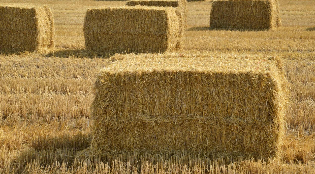 Hay bales in a field. How much do hay bales cost