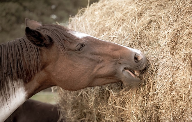 Horse heating a hay bale