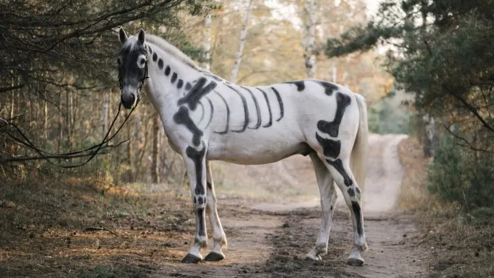 Horse skeleton facts painted over a horse