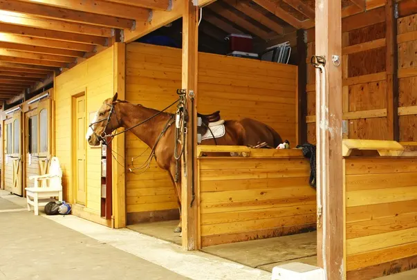 Horse tied up in a stable bay