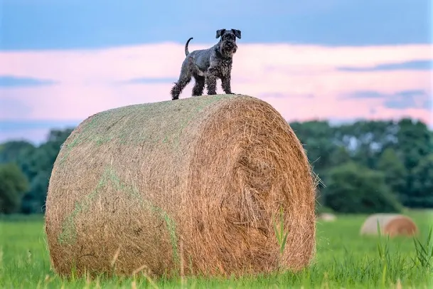 Round hay bale with a dog standing on top