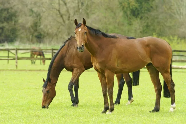 Two Thoroughbred horses grazing in a field