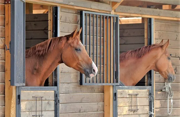 Two horses in a stable each with their heads over the door