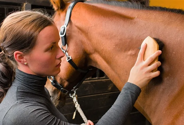 Woman grooming a horse