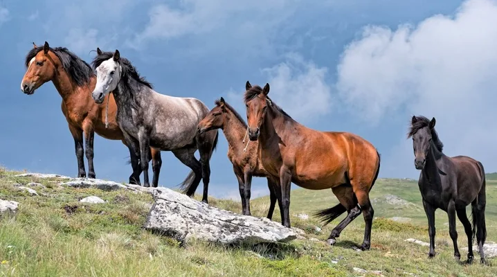 Are horses herbivores or omnivores. Horse herd in the wild