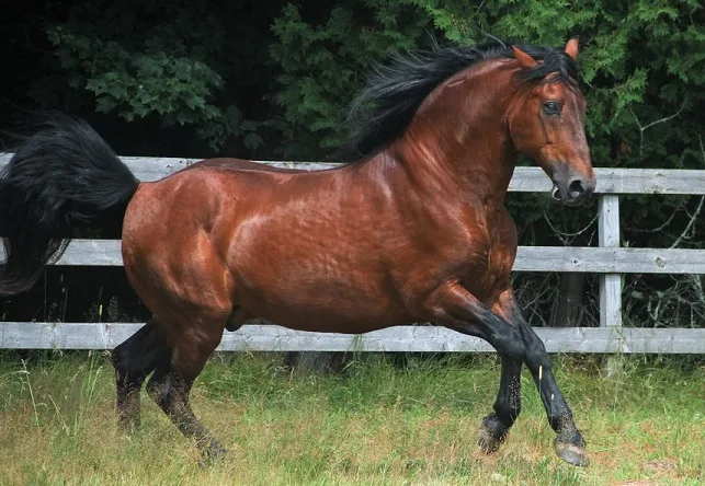 Bay colored Cleveland Bay horse running through a field