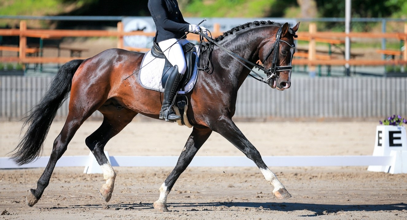 10 Best Gifts for Dressage Riders