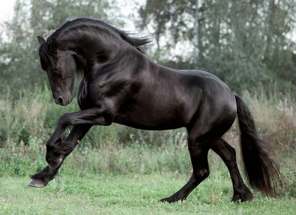 Black Friesian horse cantering in a grassy field