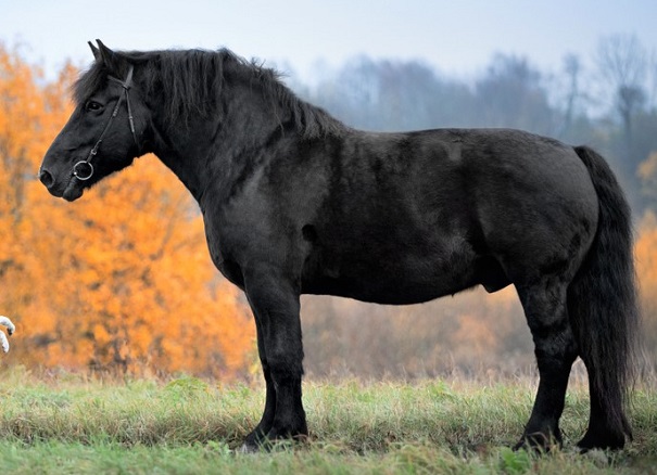 Black Percheron horse in an Autumnal field