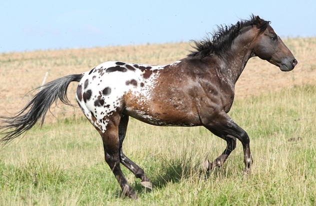 Blanket coat Appaloosa horse cantering in a field