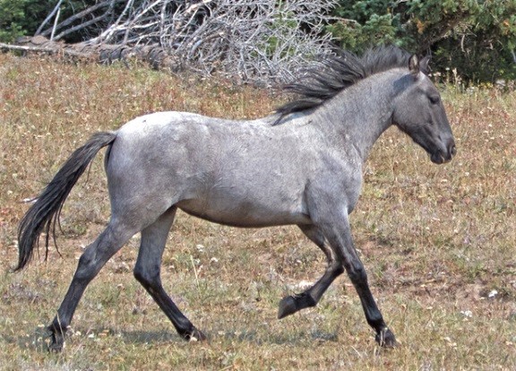 Blue Roan horse running through a field