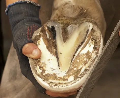Bottom of a horse's hoof frog fact