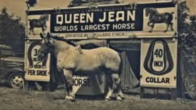 largest horse in the world 1928