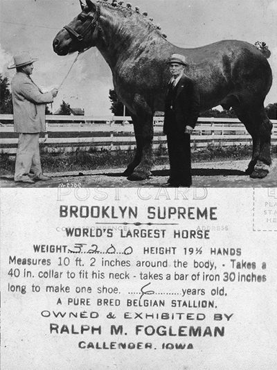 Brooklyn Supreme, largest horse in history on a post card