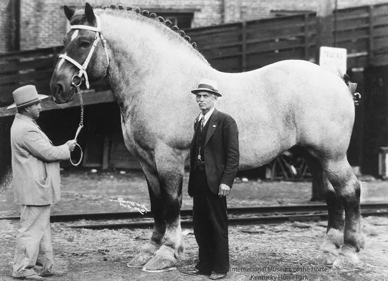 Brooklyn Supreme, huge horse