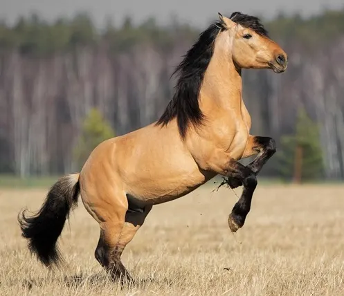 Buckskin colored horse rearing in a field