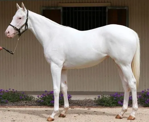 Camarillo White Horse with a rare white coat color