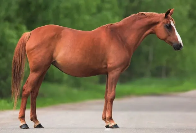 Chestnut coat colored Arabian horse
