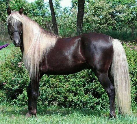 Chocolate Flaxen coat colored Rocky Mountain horse