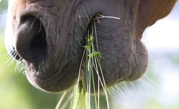 Close up of a horse eating grass