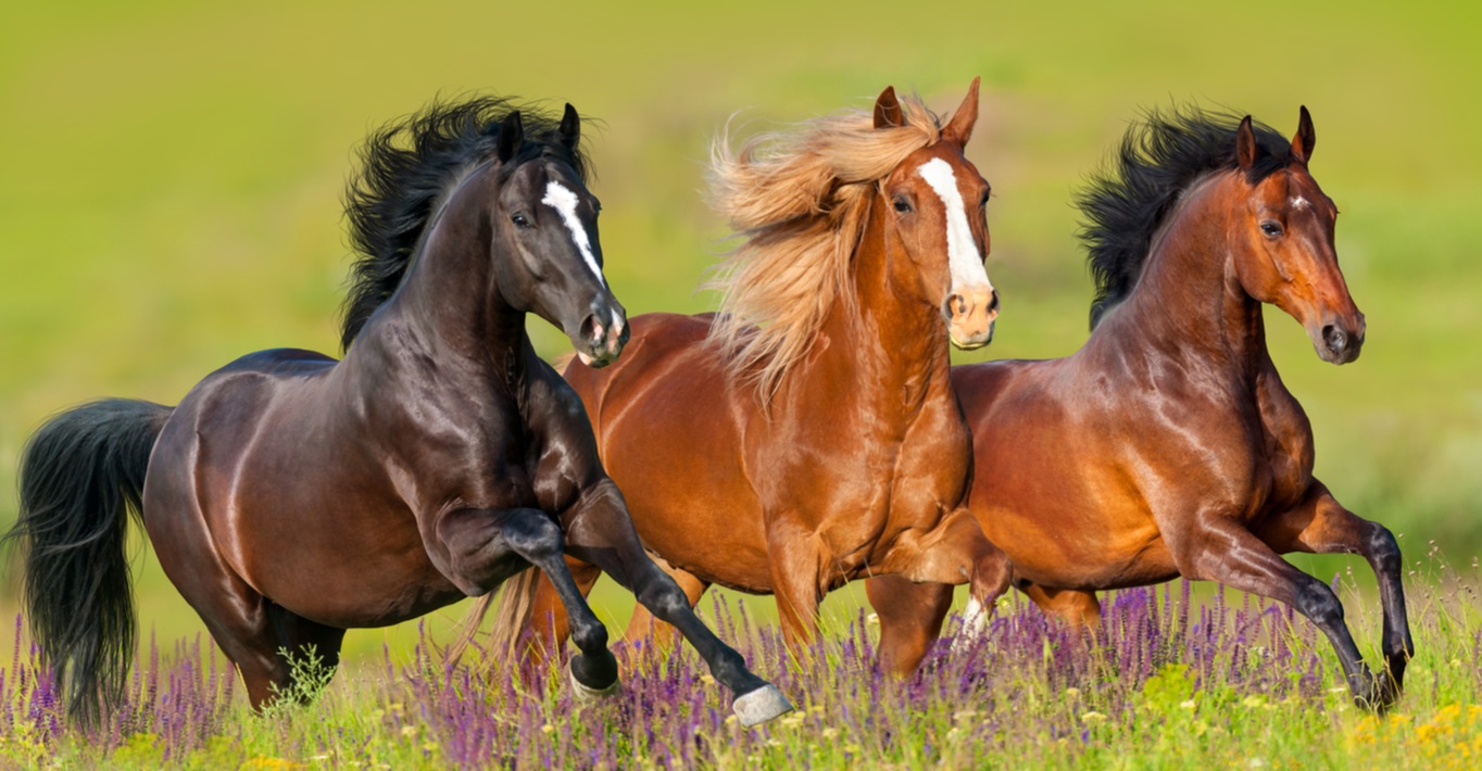 25 most common horse coat colors and patterns