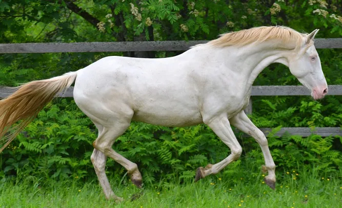 Perlino Akhal-Teke horse canter in a field alongside a fence