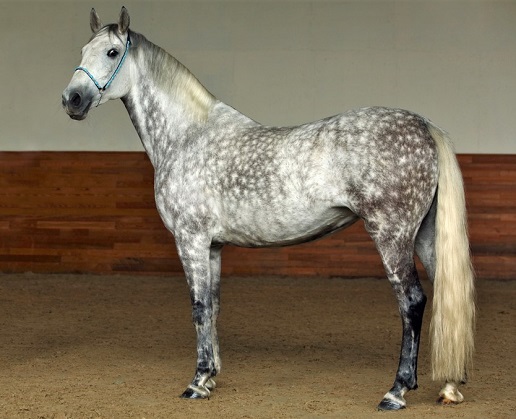 Horse with a dapple grey coat standing