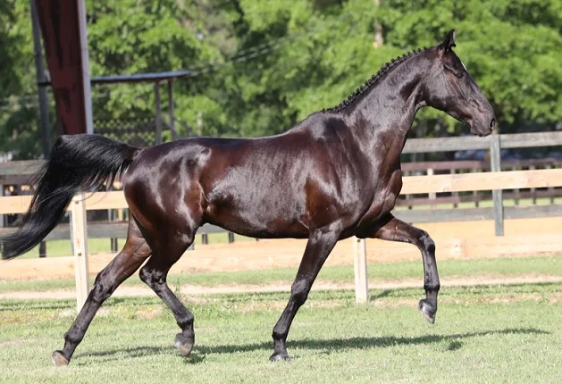 tan horse with black mane