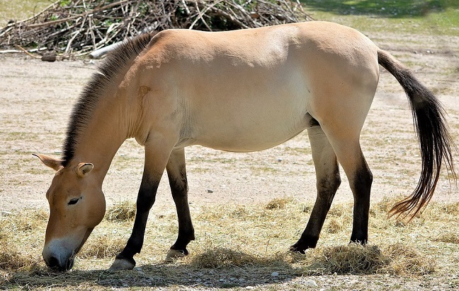 Dun coat colored Przewalski's horse grazing