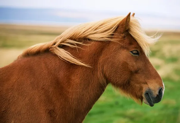 Flaxen chestnut colored Icelandic horse