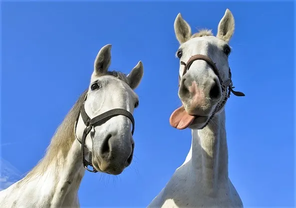 funny horse photos with captions