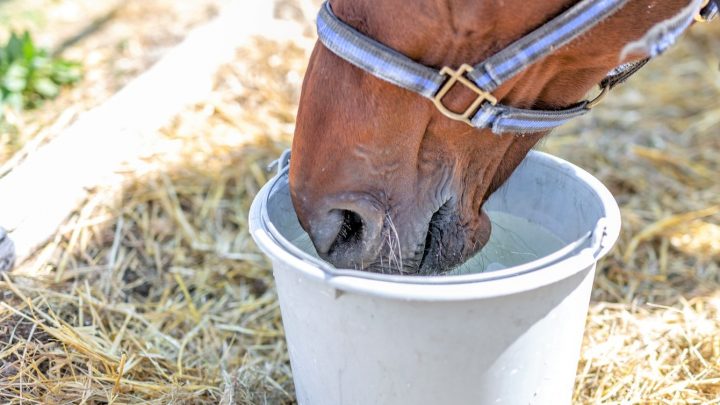 5 Best heated water buckets for horses and livestock