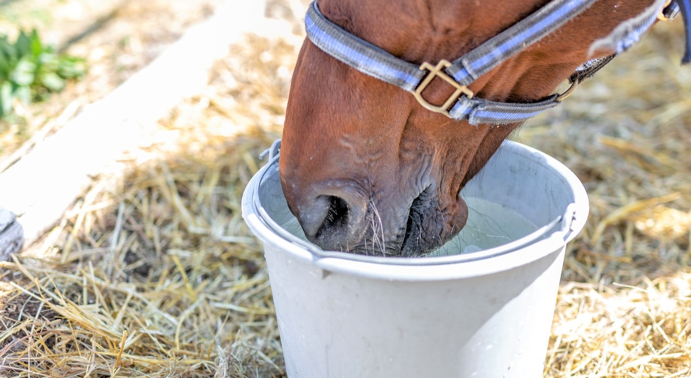 5 Best Heated Water Buckets for Horses & Farm Animals