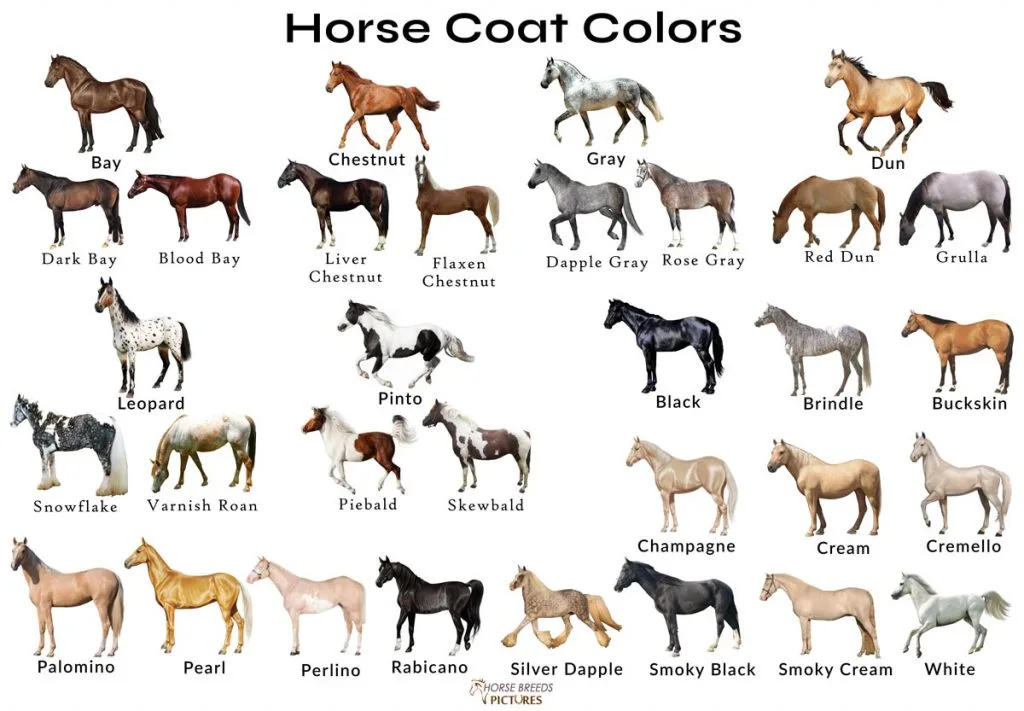 Horse coat color chart