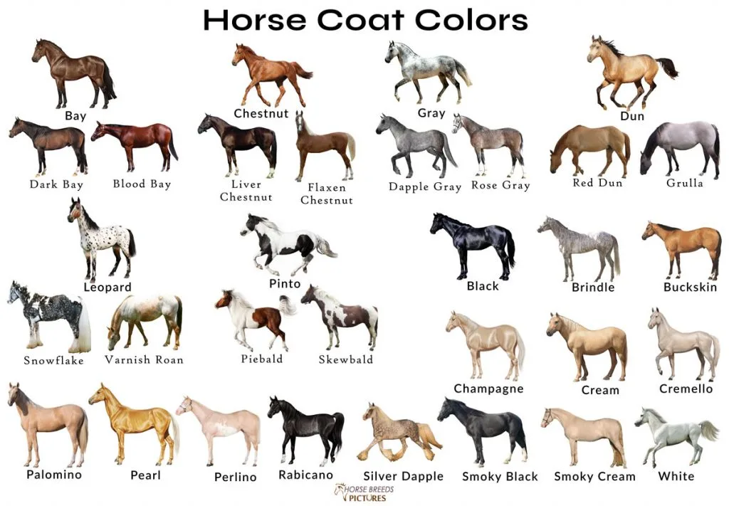 25 Common Horse Coat Colors Patterns (With Color Chart)