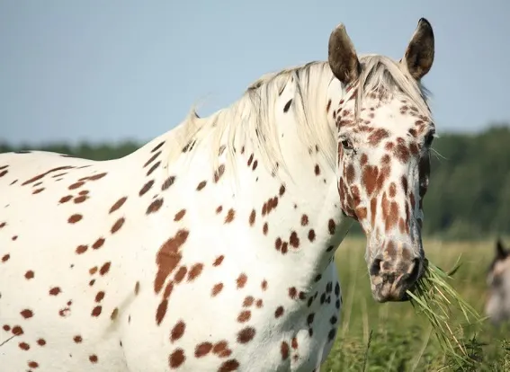 Leopard pattern horse coat pattern