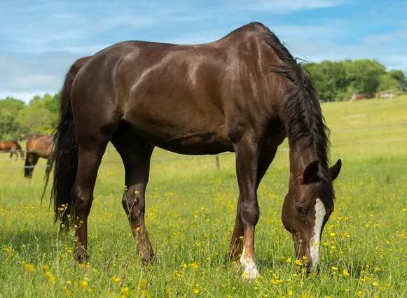 Liver Chestnut coat colored horse grazing in a field
