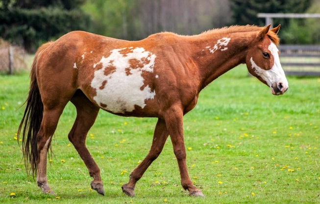 Overo coat patterned horse walking in a field