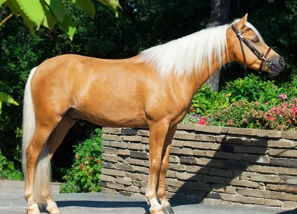 Welsh Pony with a palomino coat color standing with a bridle on