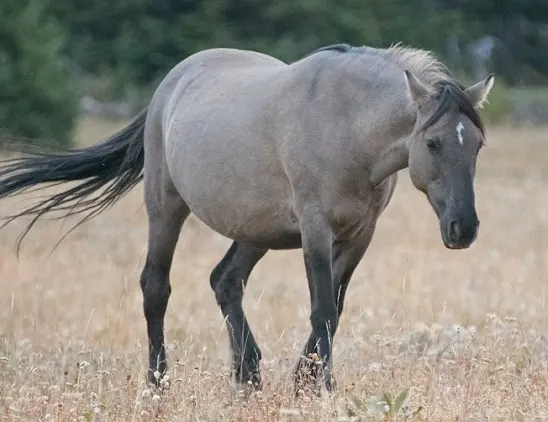 Pregnant wild horse with a Grulla coat