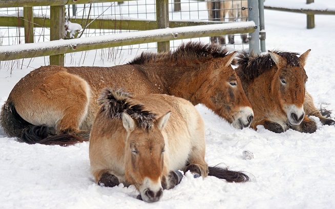 Three Przewalski horses laying down in a snowy field by a fence