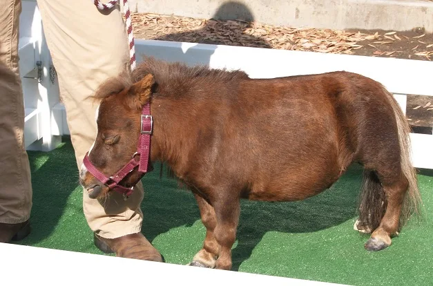 Thumbelina, smallest horse ever fact